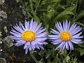 F60 Aster de Joesph De Poortere 